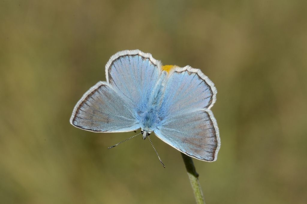 Licenide da determinare - Polyommatus (Meleageria) daphnis