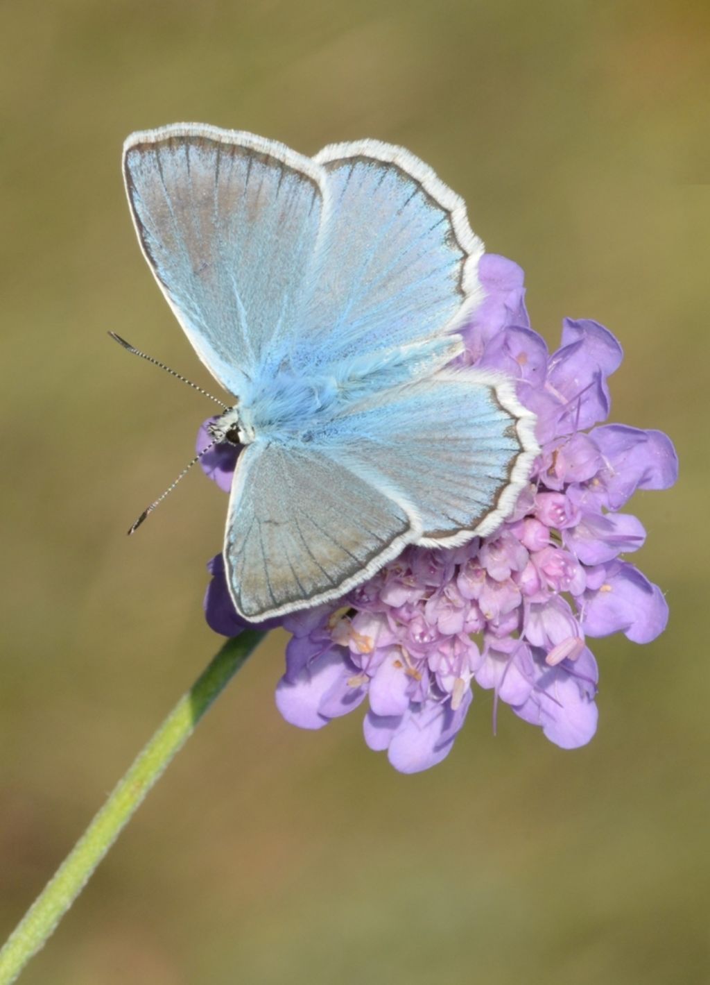 Licenide da determinare - Polyommatus (Meleageria) daphnis