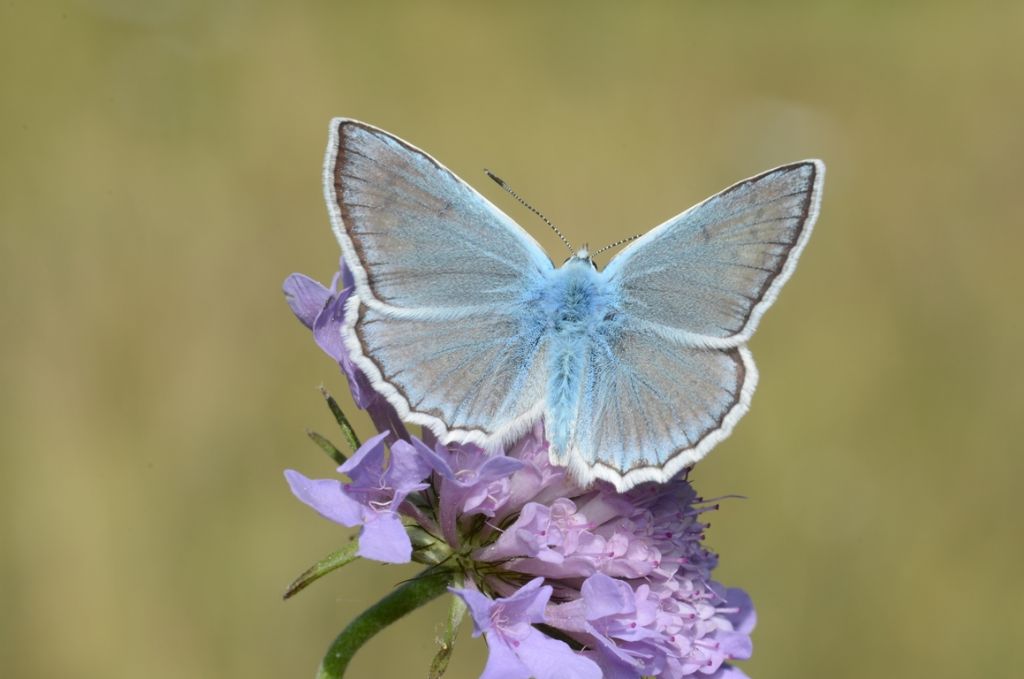 Licenide da determinare - Polyommatus (Meleageria) daphnis