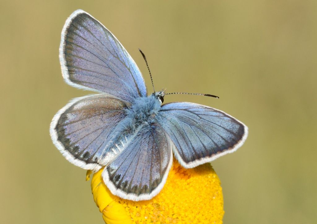 Licenide da determinare - Polyommatus (Meleageria) daphnis