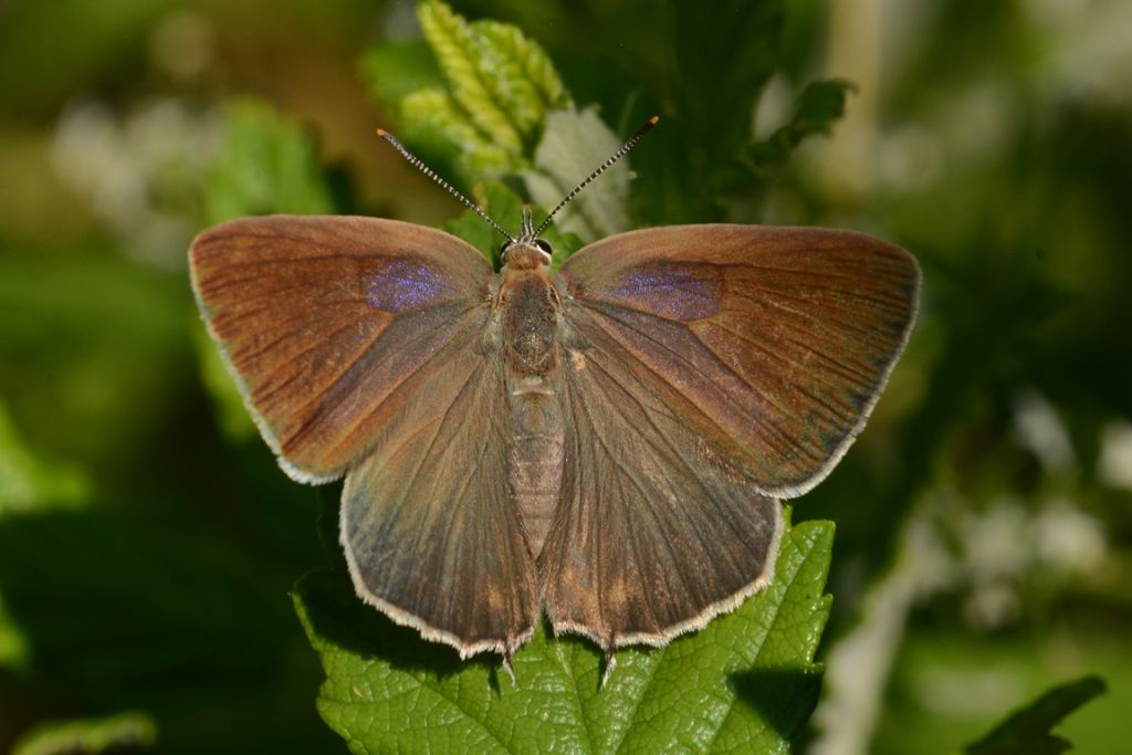 Quale Satyrium, per cortesia? Favonius quercus