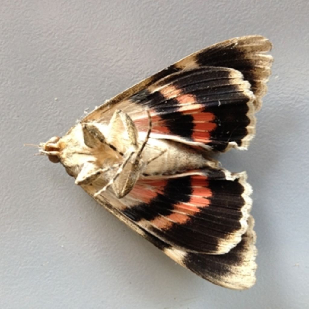 Noctuidae? Erebidae, Catocala sp.