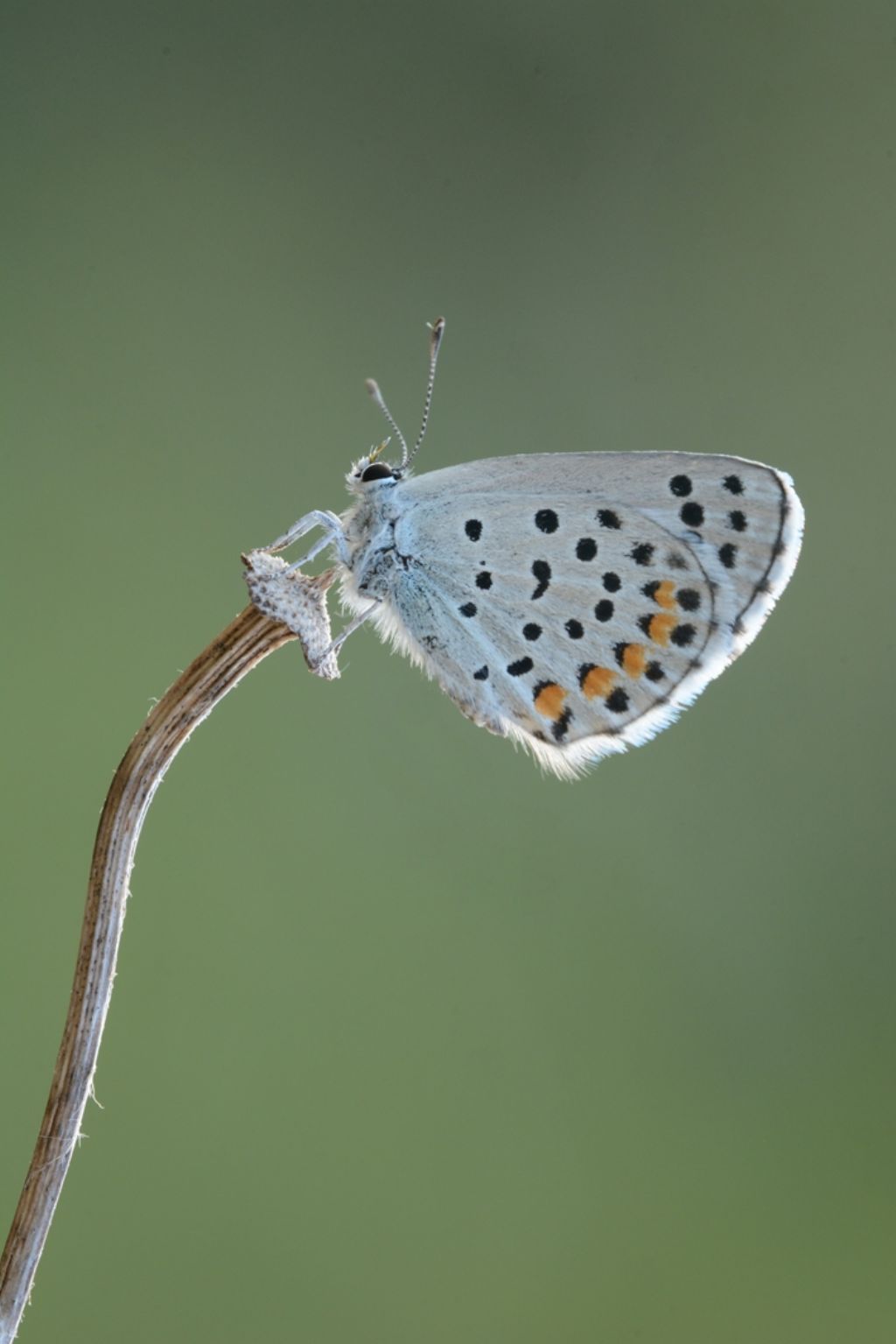 Licenide da identificare - Pseudophilotes baton