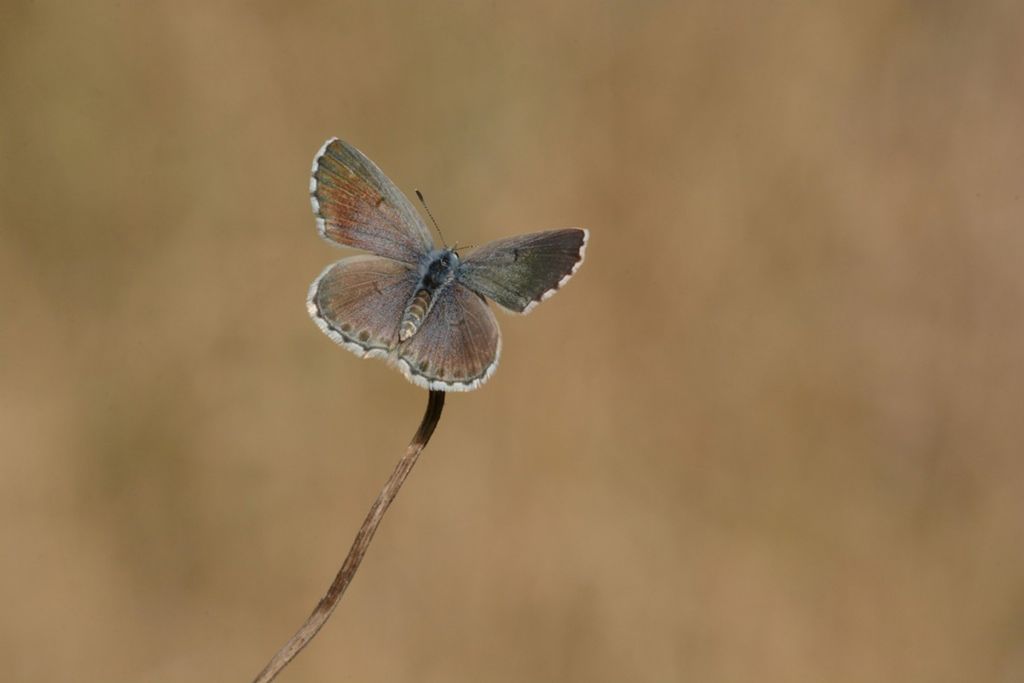 Licenide da identificare - Pseudophilotes baton