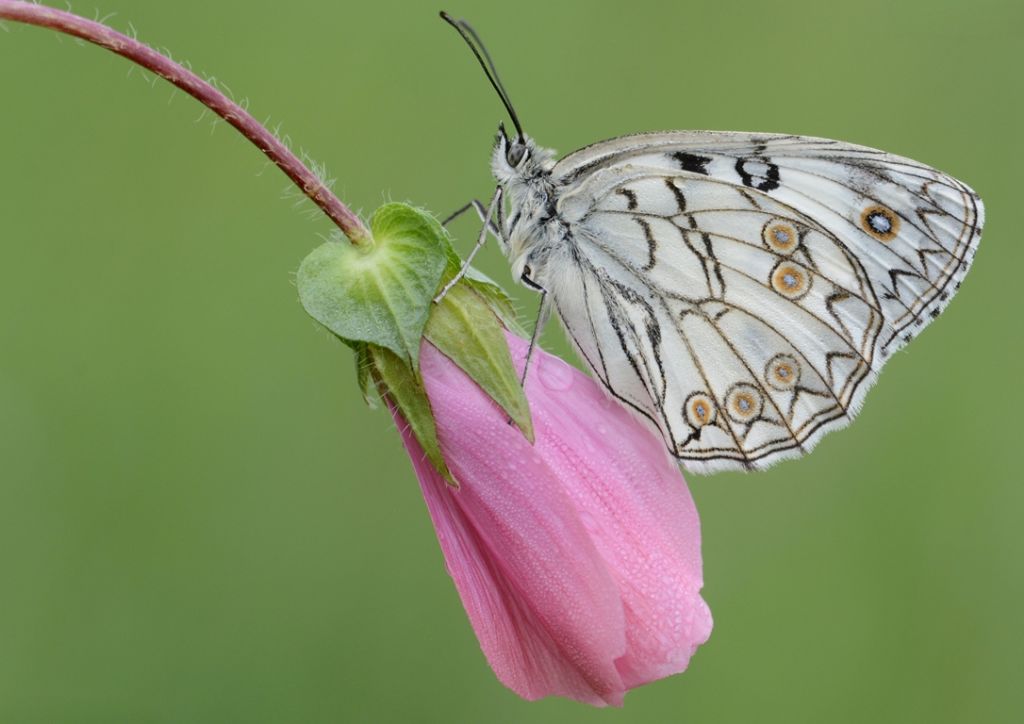 Melanargia arge