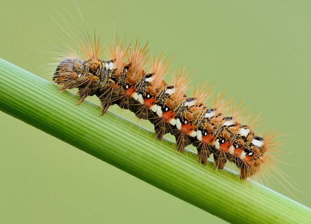 Bruco da identificare - Acronicta (Viminia) rumicis, Noctuidae