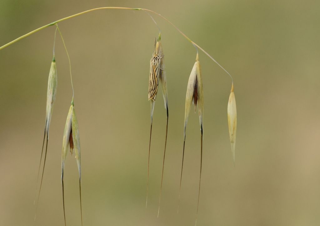 Aiuto determinazione - Coscinia striata