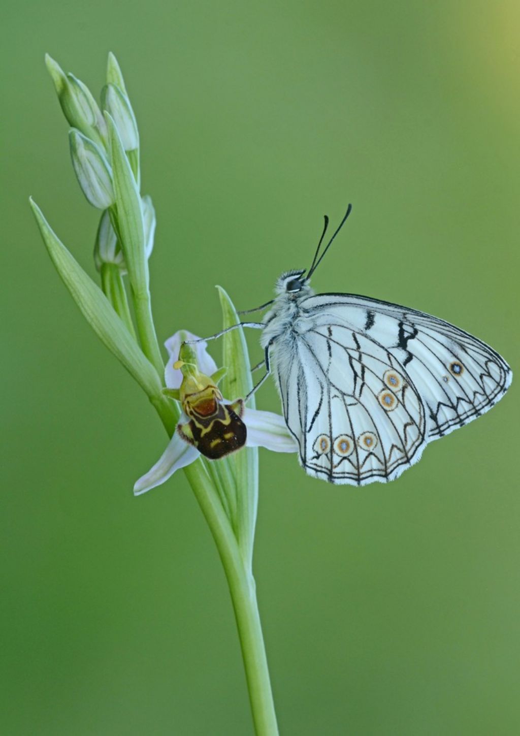 Melanargia arge