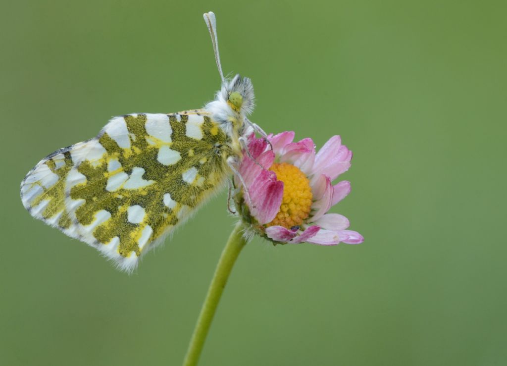 Euchloe ausonia