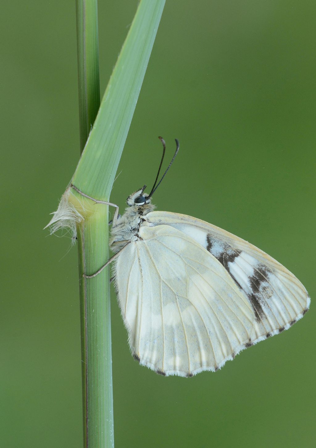 Variet di Melanargia galatea? S, Melanargia galatea f. leucomelas, femmina