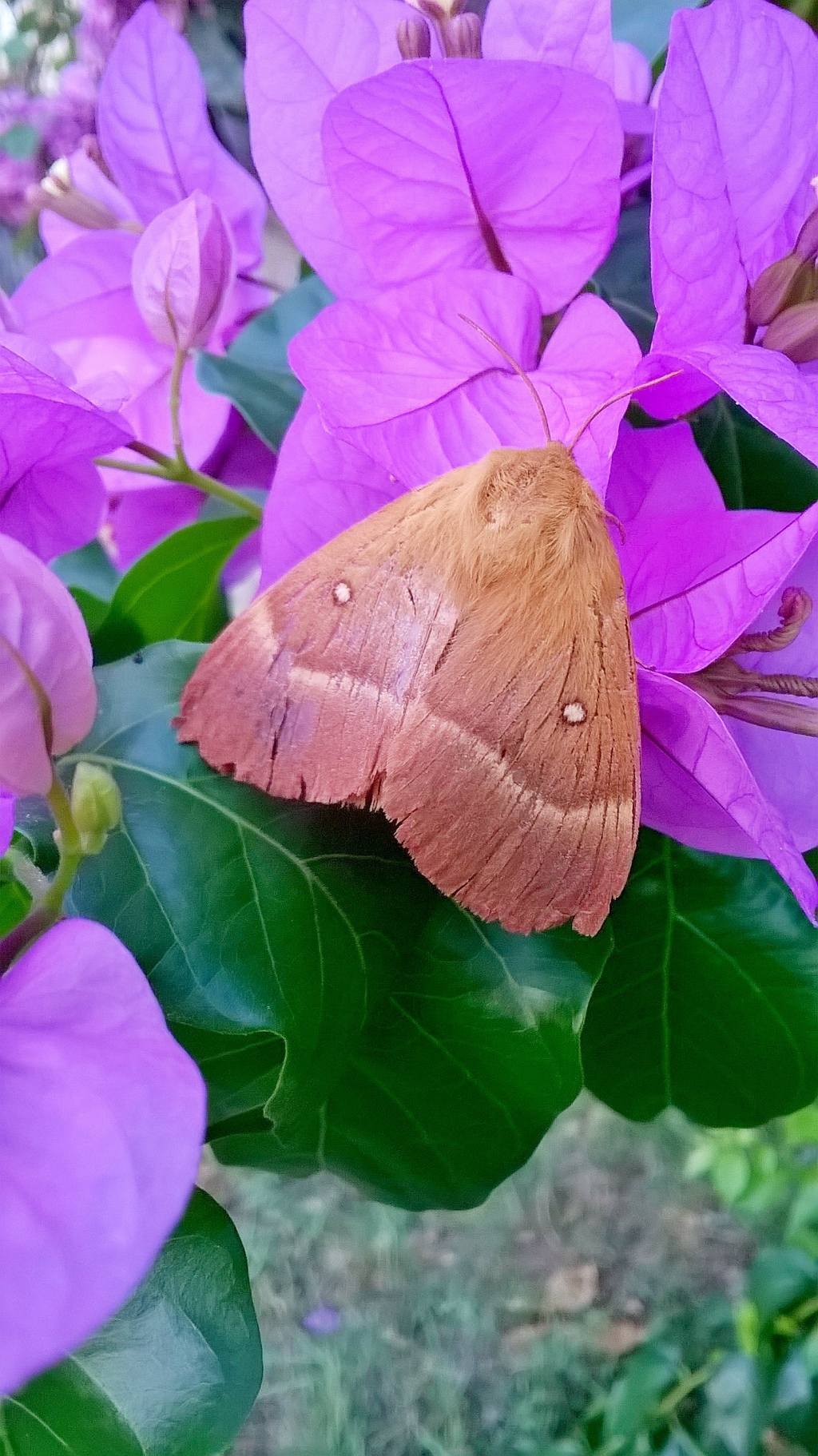 Da identificare: Lasiocampa (Lasiocampa) quercus - Lasiocampidae