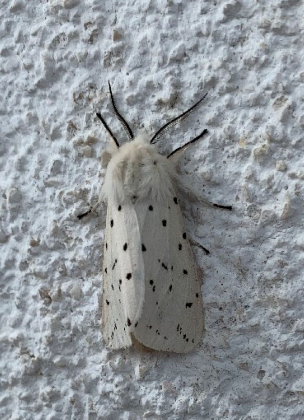 Spilosoma lubricipeda (Erebidae Arctiinae)