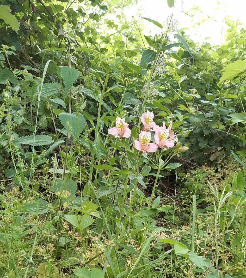 cv di Alstroemeria aurea (Alstroemeriaceae)