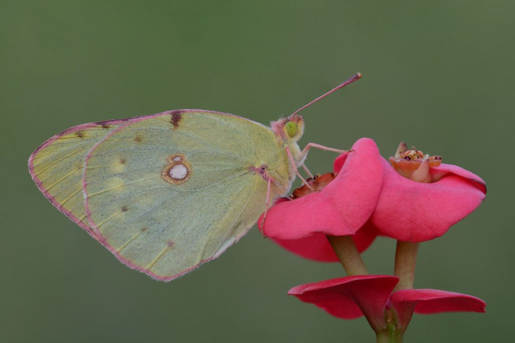 Identificazione