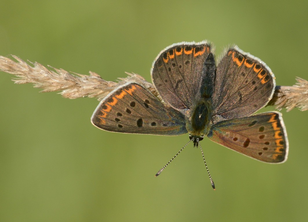 Lycaena tityrus