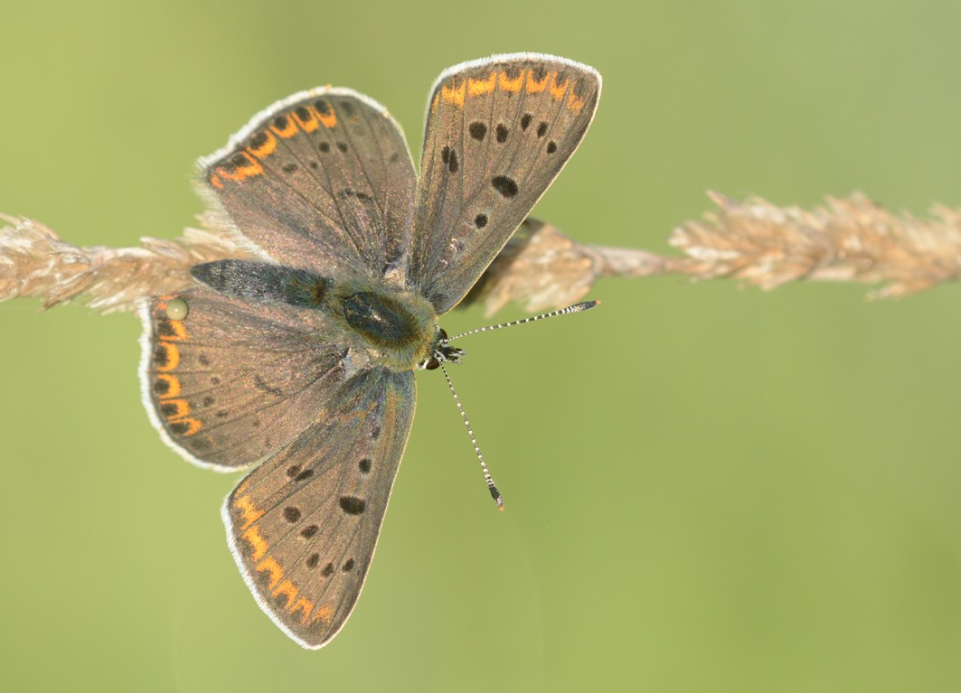 Lycaena tityrus