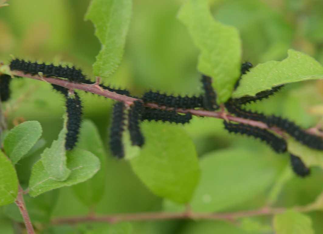 Quali bruchi? Saturnia pavoniella, Saturniidae