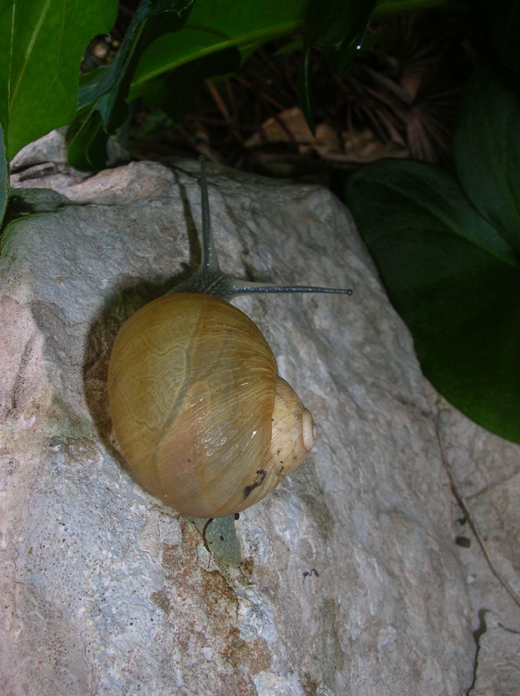 Erctella insolida (Monterosato 1892)