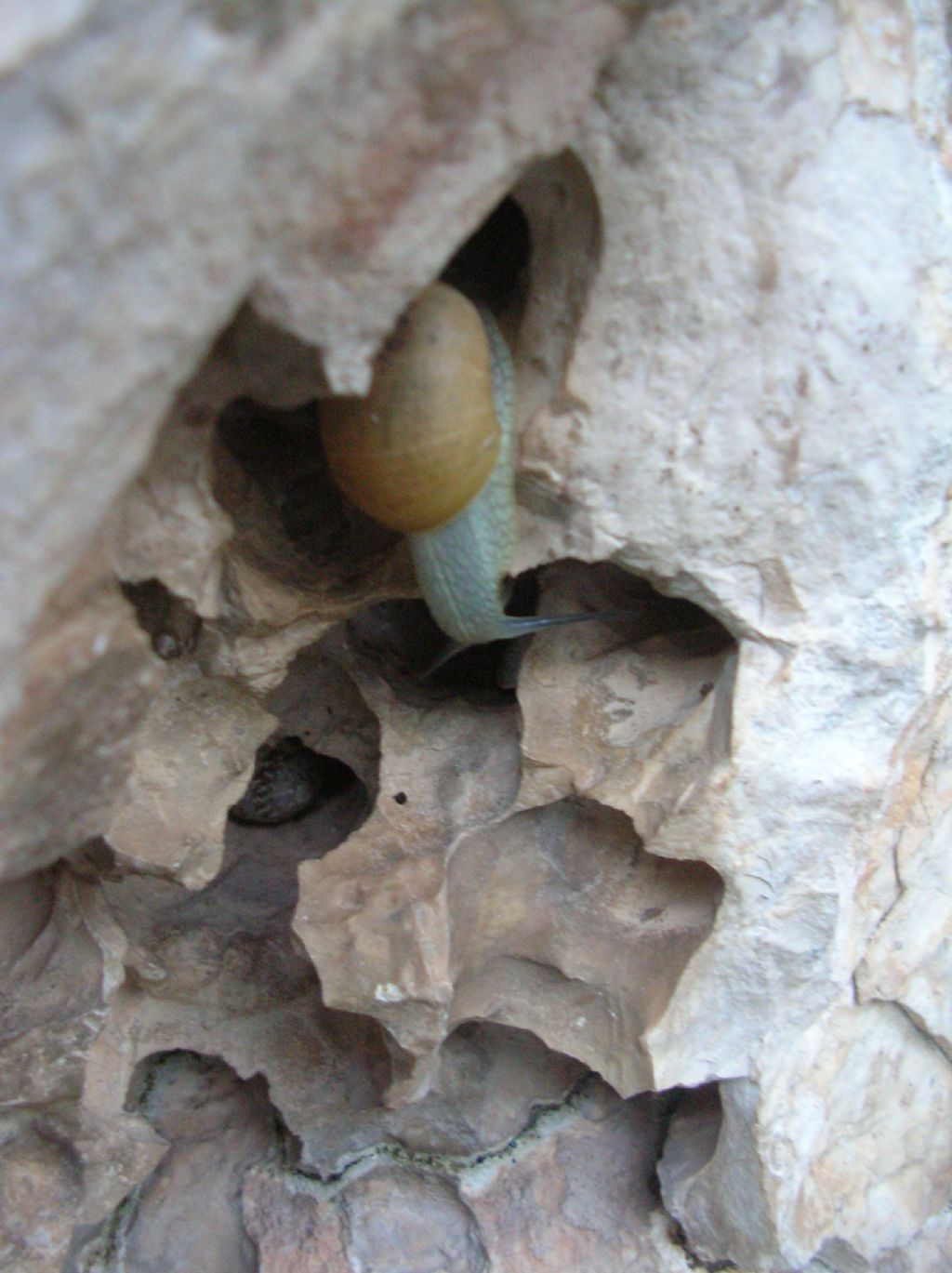 Erctella insolida (Monterosato 1892)