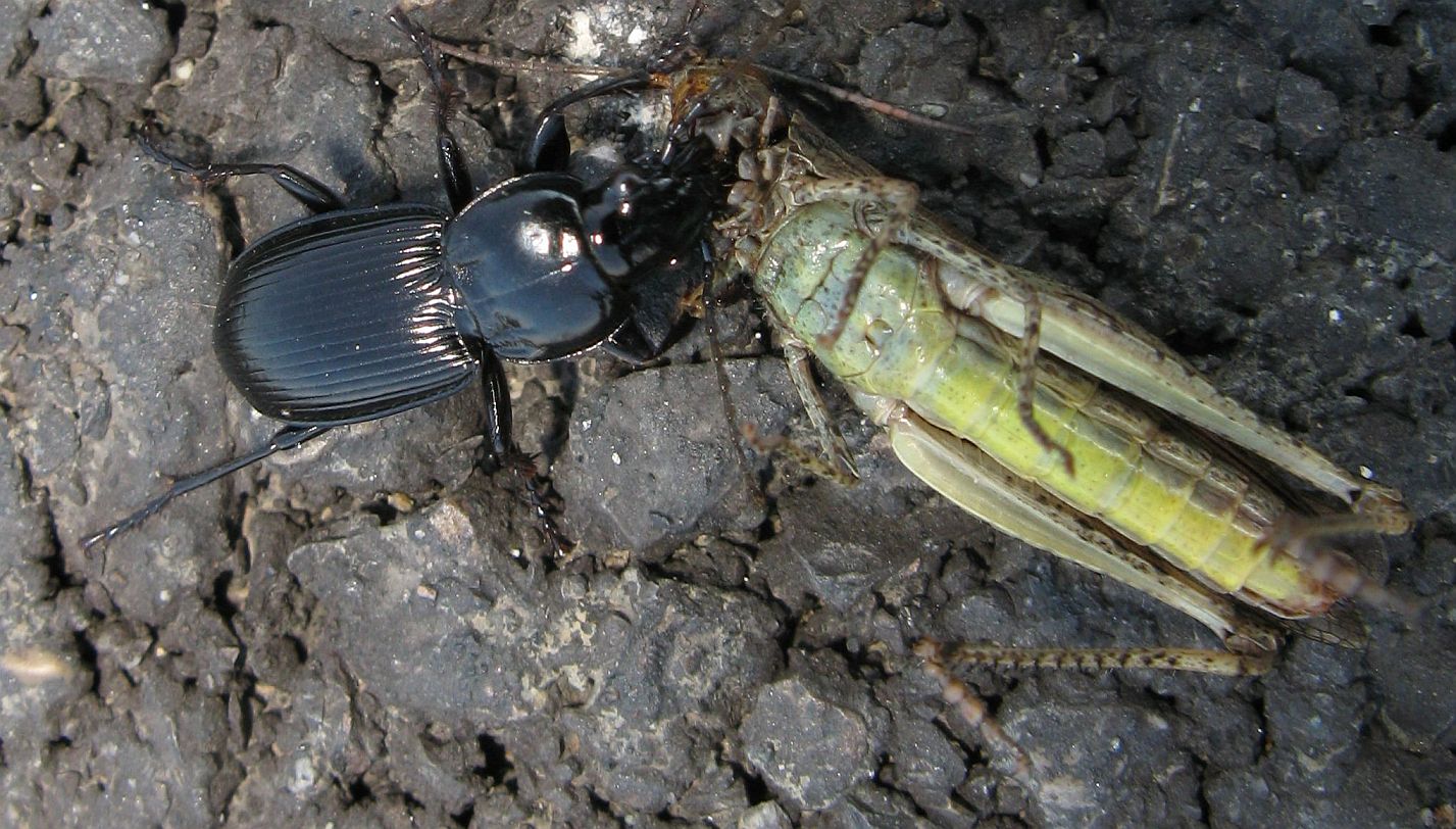 Carabidae con preda - Pterostichus melas italicus