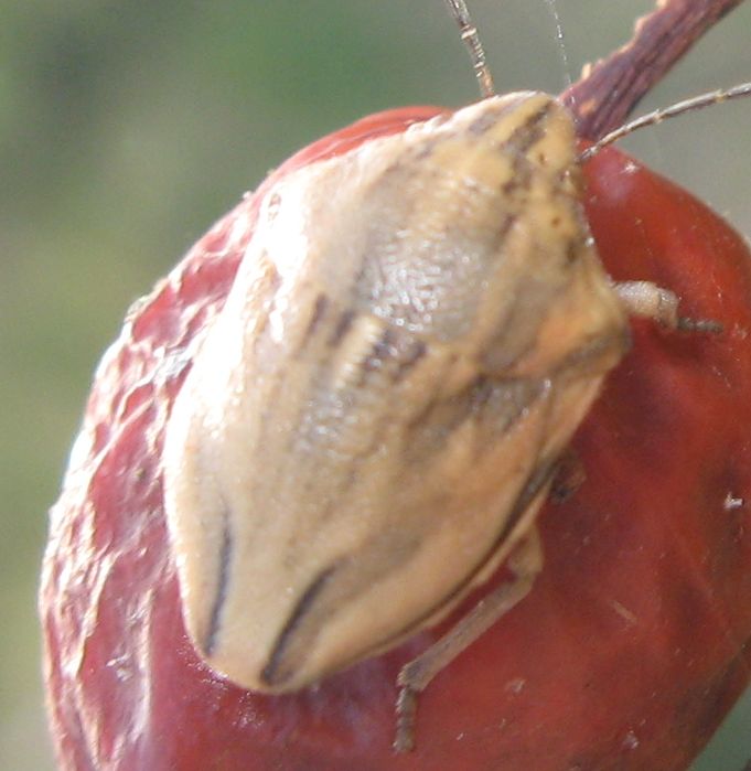 Pentatomidae: Odontotarsus purpureolineatus dell''Emilia