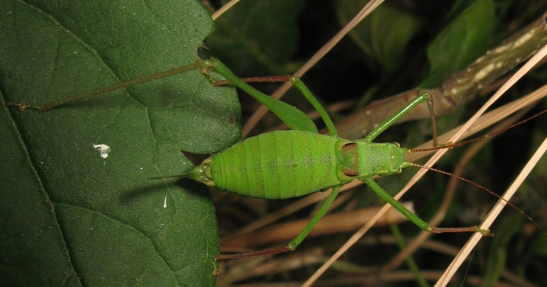 Femmina e maschio di Leptophyes punctatissima