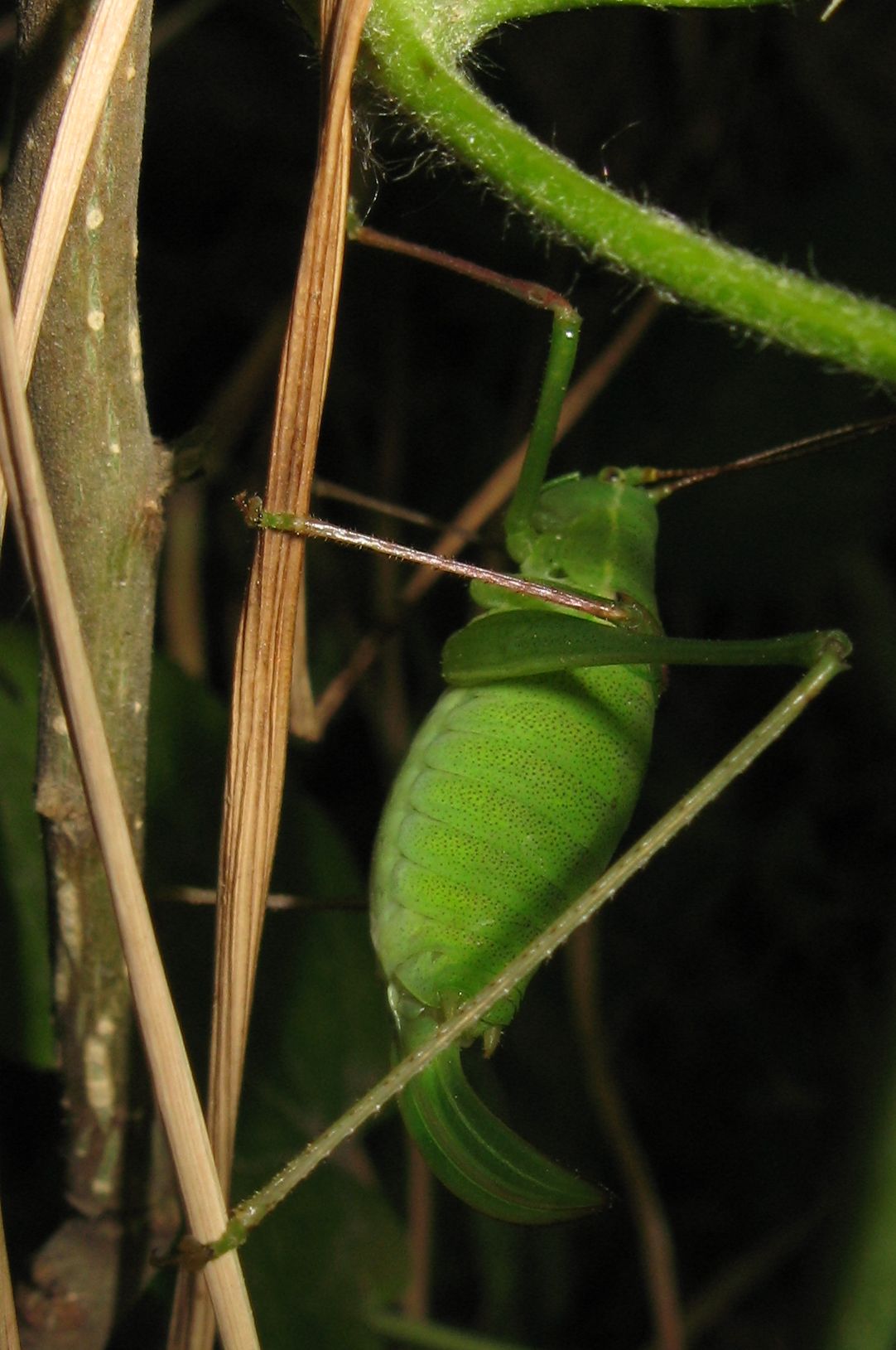 Femmina e maschio di Leptophyes punctatissima