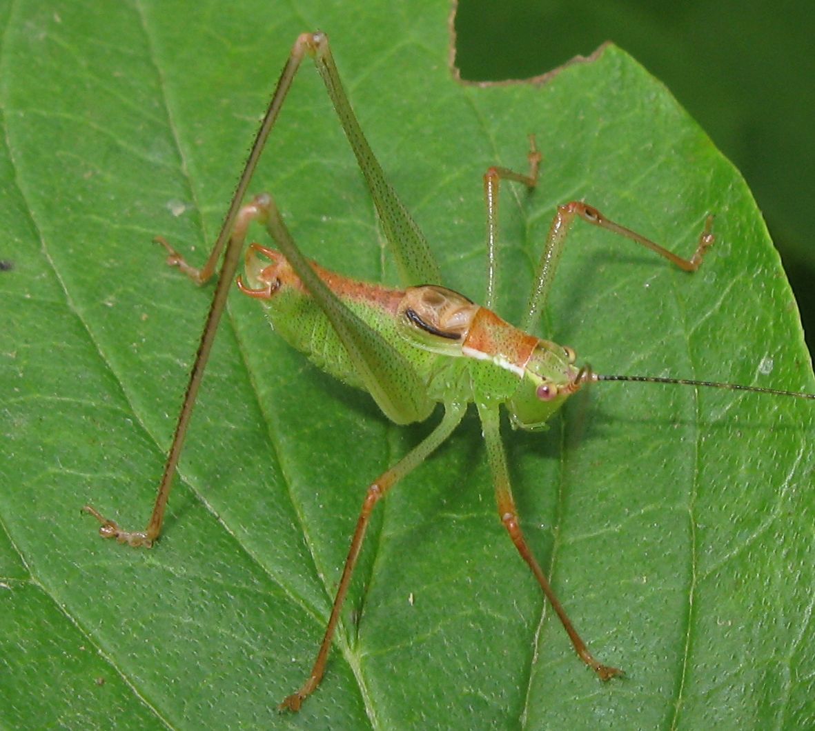 Femmina e maschio di Leptophyes punctatissima