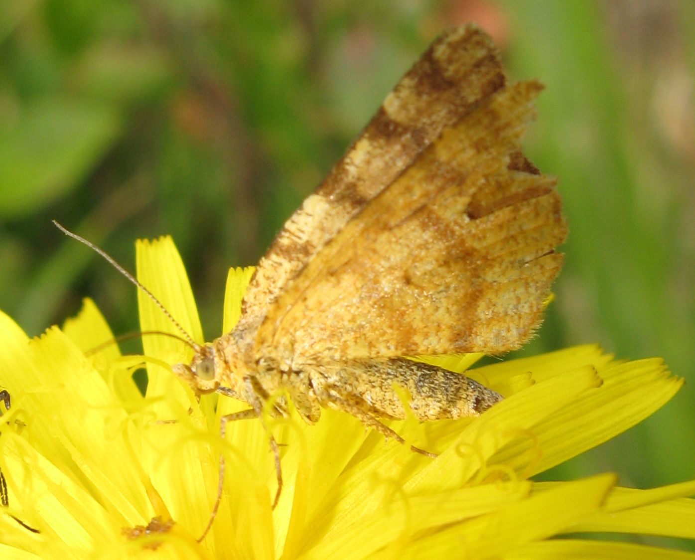 Thymelicus sp. ?