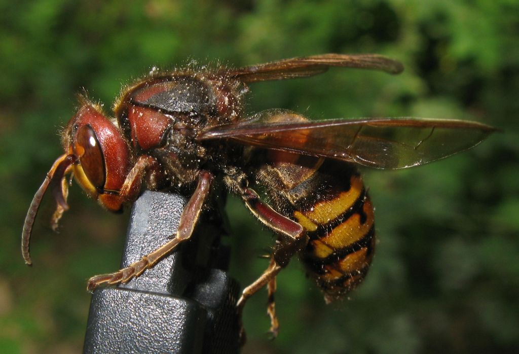 Vespa crabro?