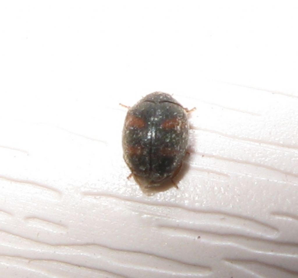 Scymnus sp?