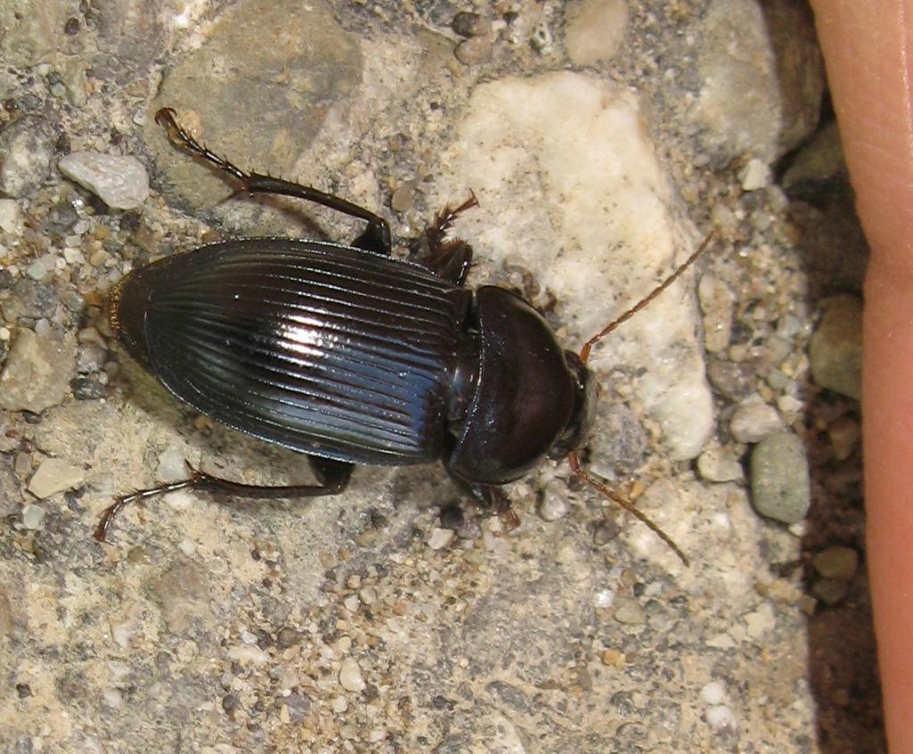 Carabidae - Harpalus dimidiatus
