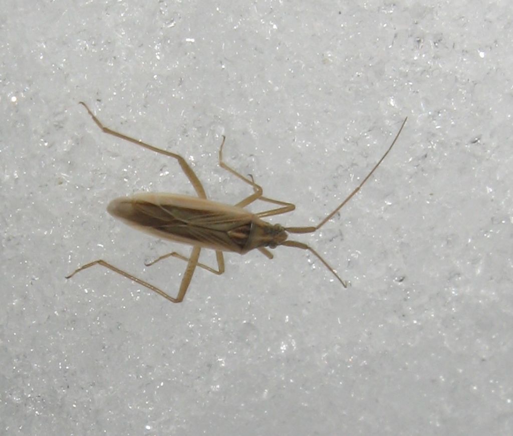 Miridae sulla neve: Stenodema sericans della Val di Fiemme