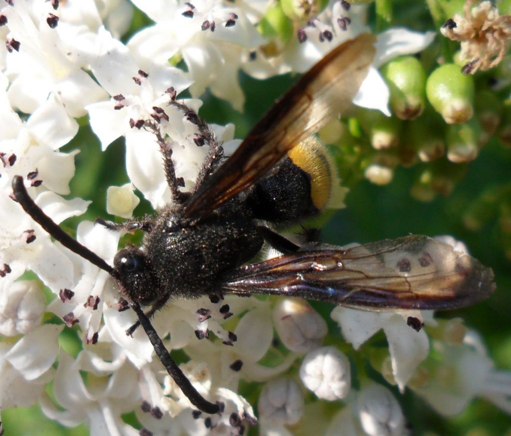 Scolia hirta , maschio