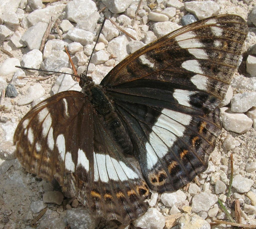 Limenitis populi?