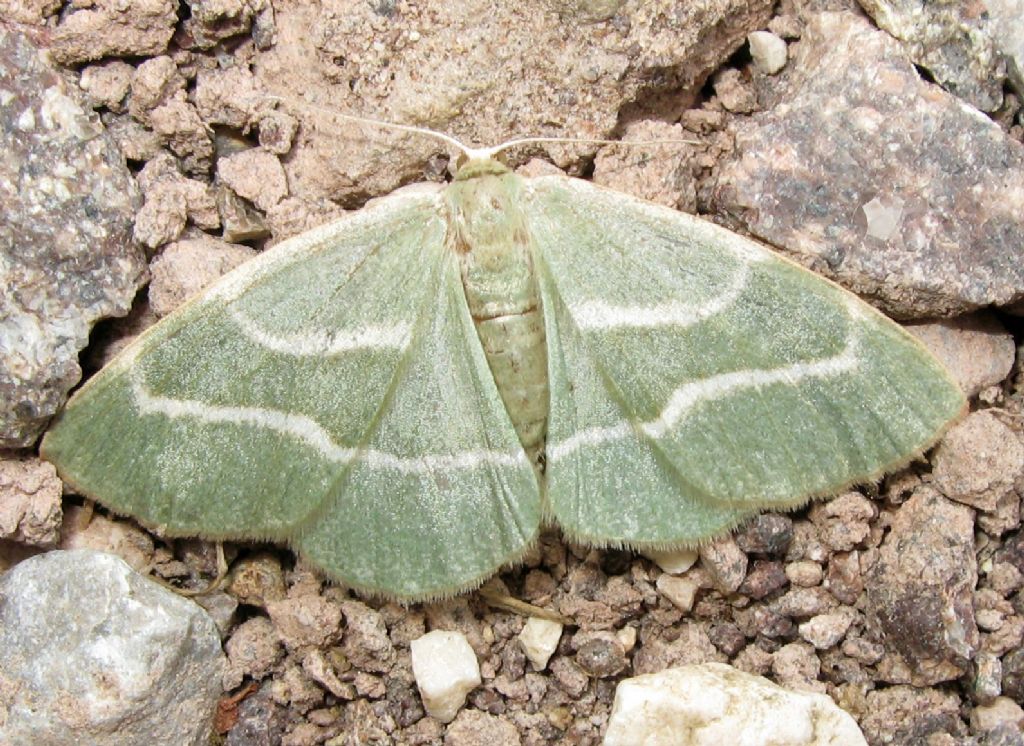 Hyalea fasciaria