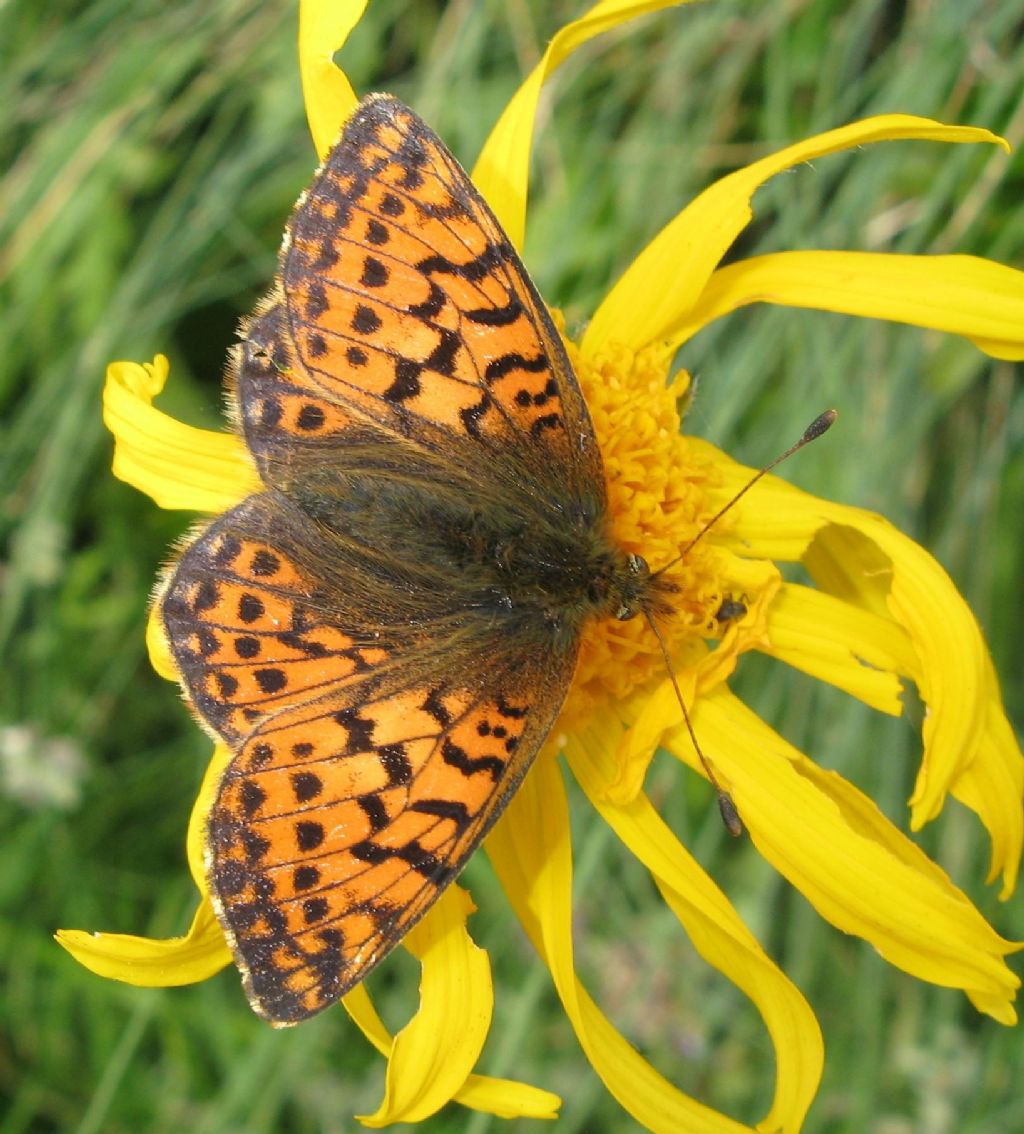 Boloria euphrosyne ?