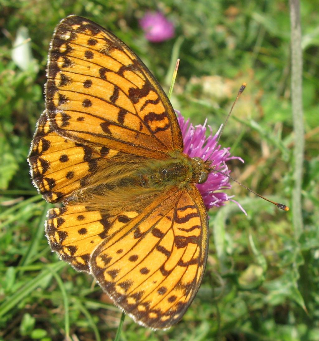 Boloria euphrosyne ?