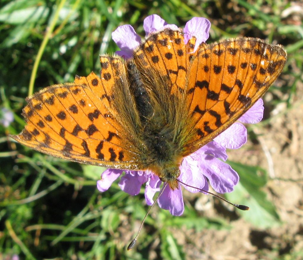 Boloria euphrosyne ?