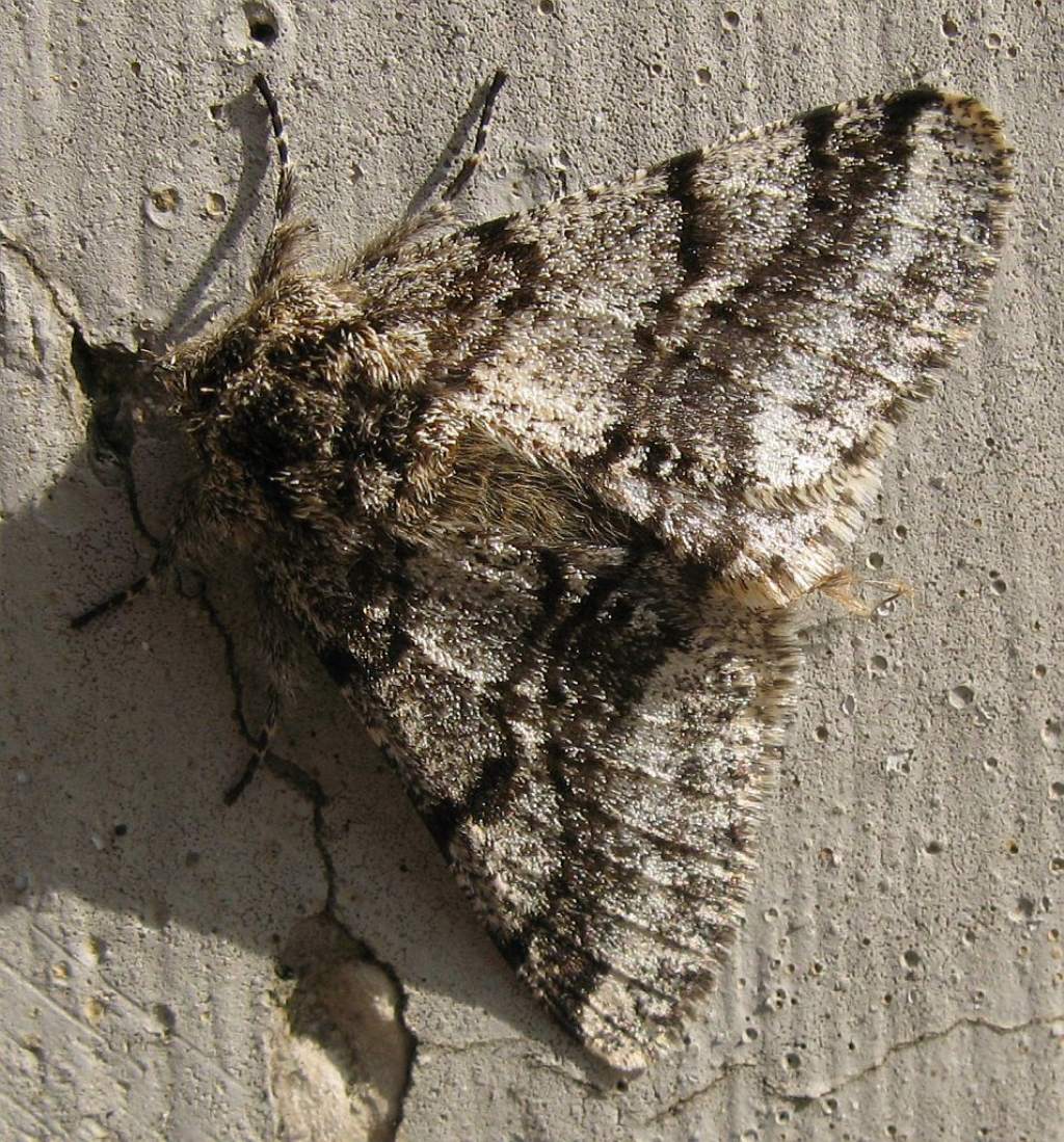 Nottuide...No, Geometridae: Lycia hirtaria