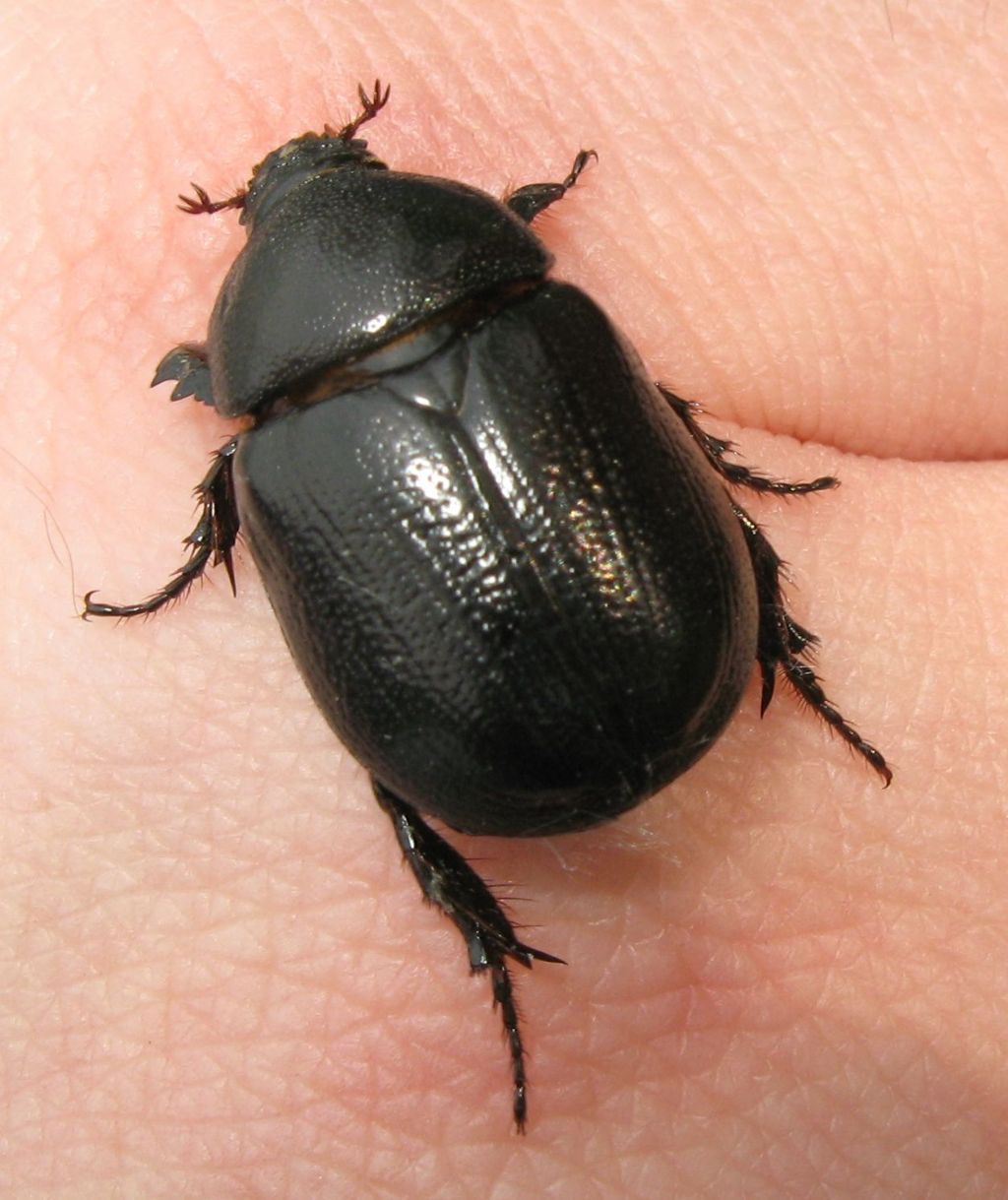 Pentodon punctatus bidens, Dynastidae