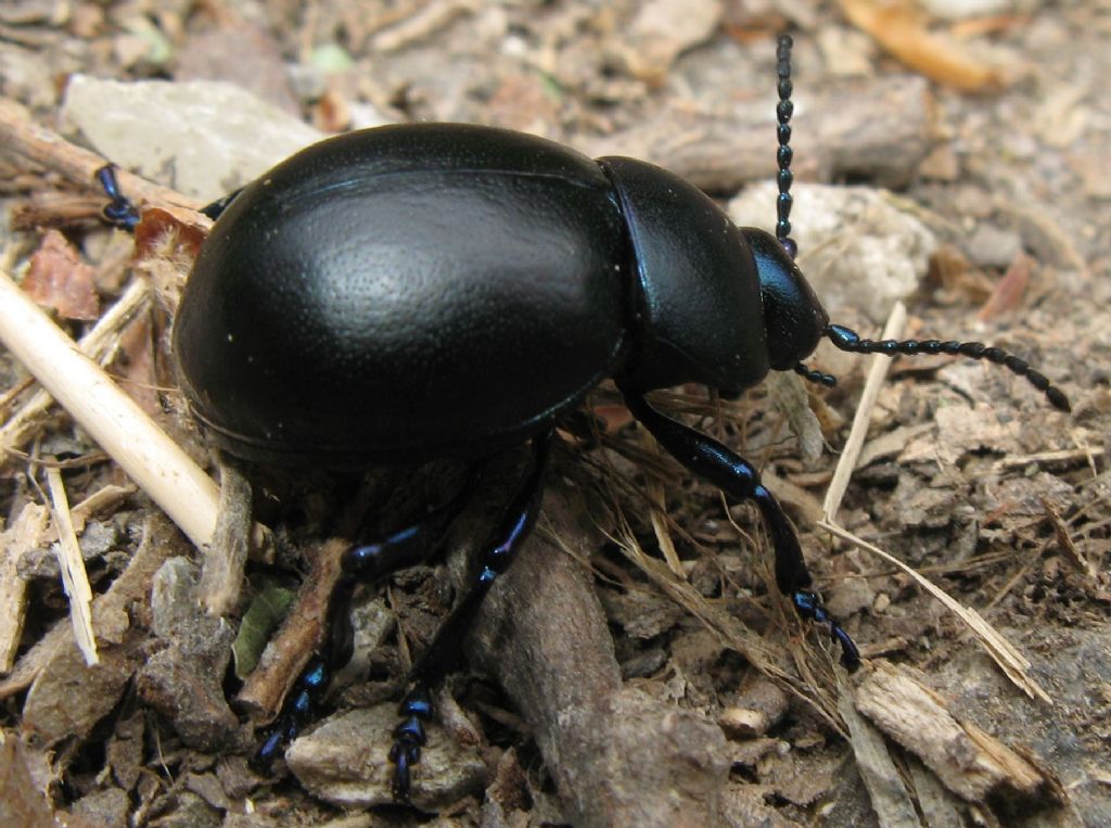 Timarcha nicaeensis, Chrysomelidae, femmina