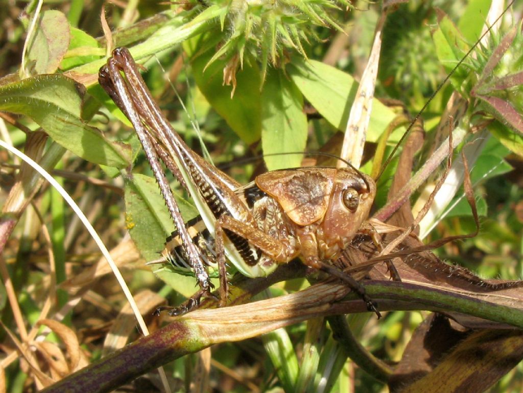 Ninfa sub-sub-adulta di Decticus albifrons (Tettigoniidae)