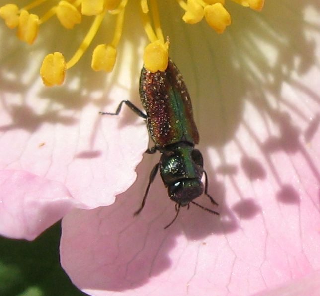 Anthaxia da determinare