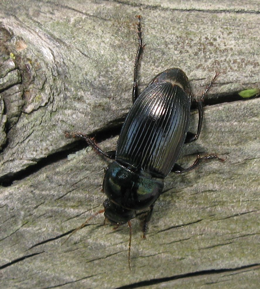 Amara sp ? no, Harpalus dimidiatus