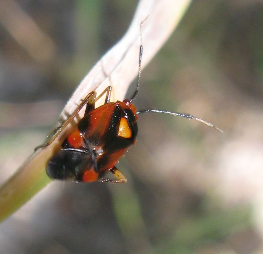 Miridae: Deraeocoris ruber dell''Emilia