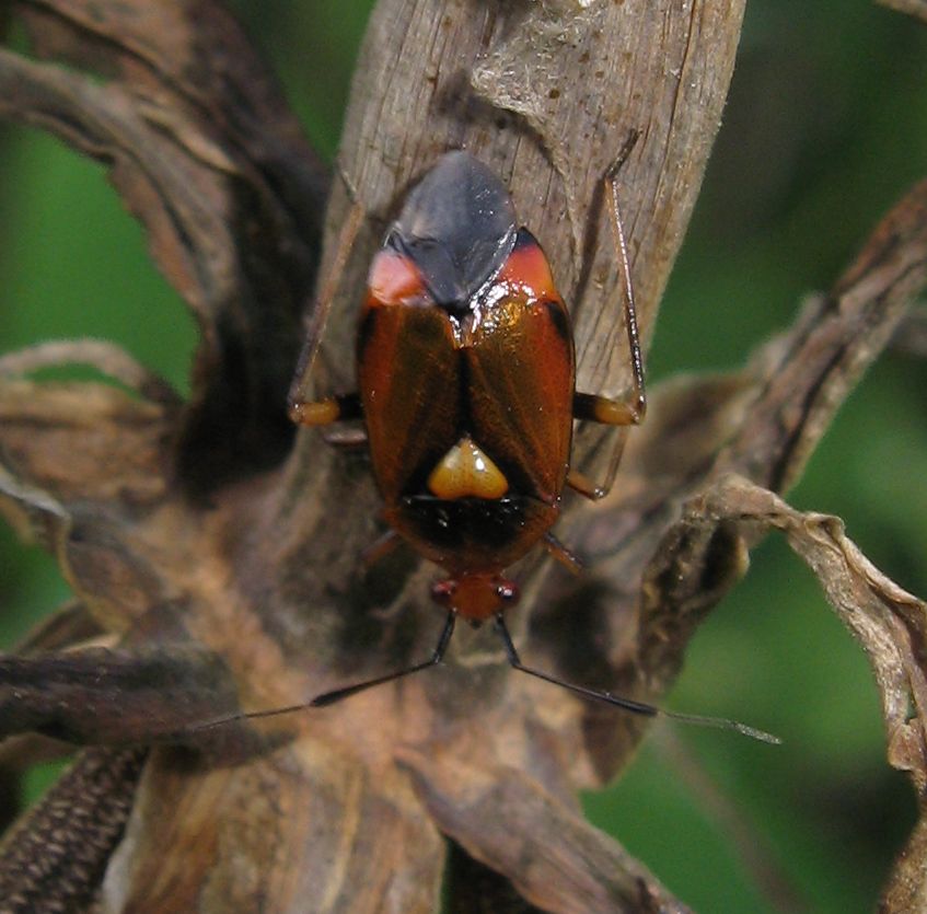 Miridae: Deraeocoris ruber dell''Emilia