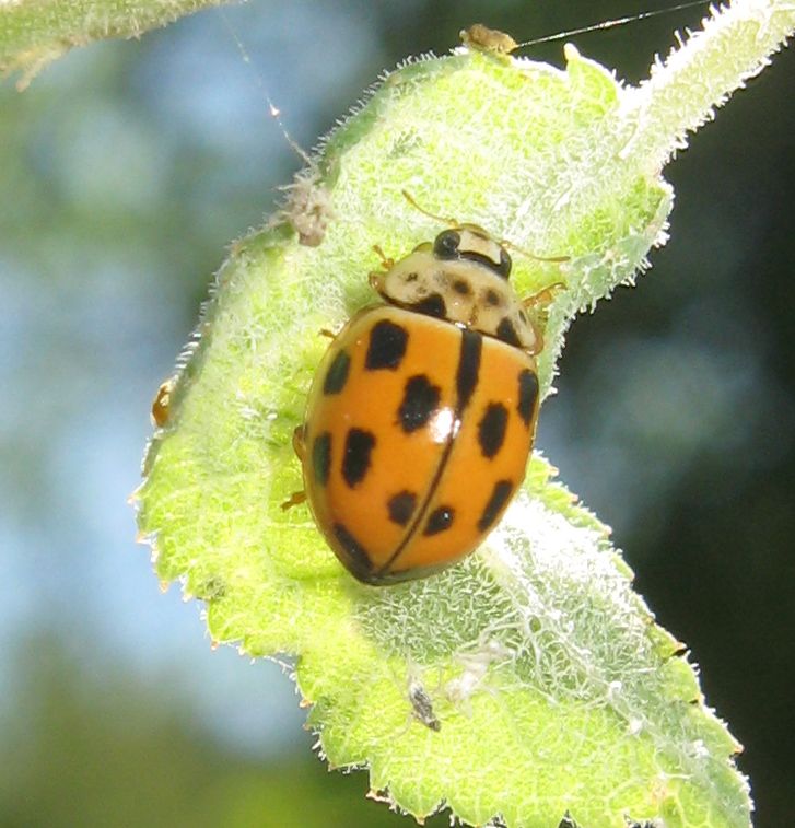 Propylea quatuordecimpunctata?