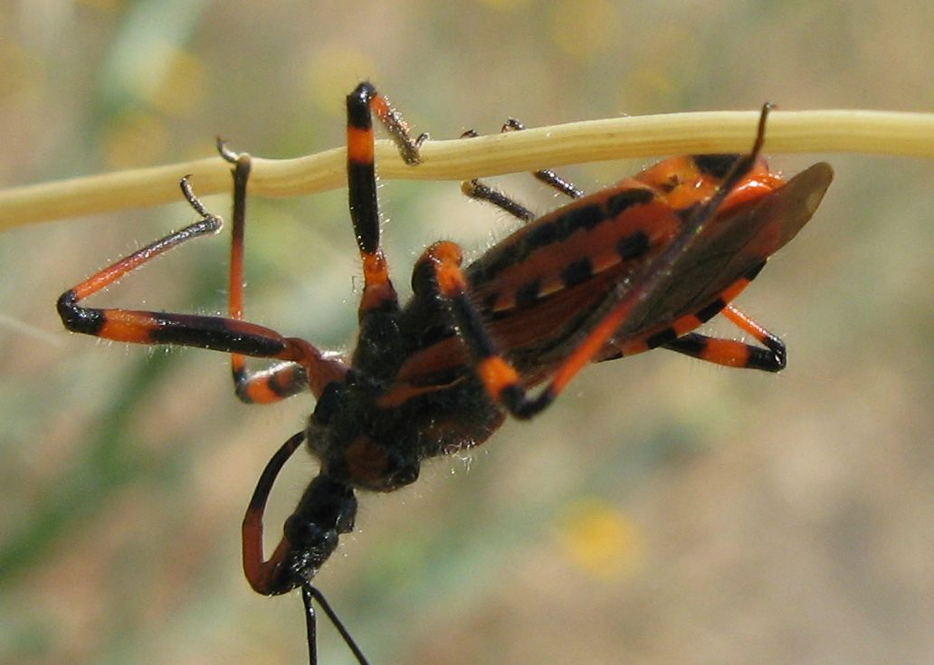 Rhynocoris iracundus o rubricus