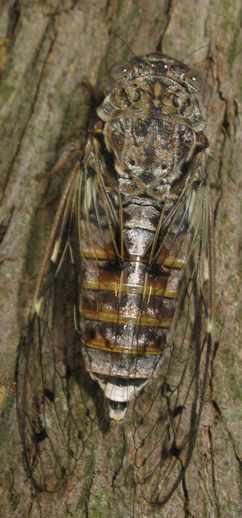 Per esperti di cicale: Cicada orni